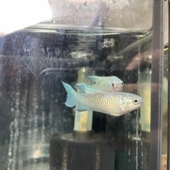 コバルトブルーパラダイスフィッシ2匹の画像