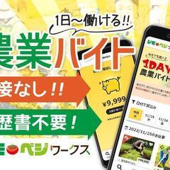 農作業スタッフ（登録制単発バイト）／ いちごの栽培作業などのお手伝い