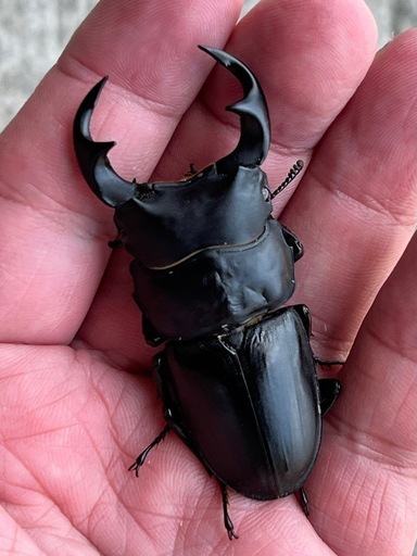 北峰産ホペイ オオクワガタ ペア 24-26