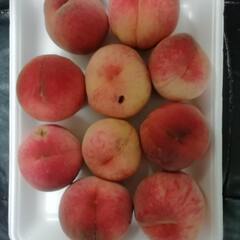 落下桃・キズあり・要加工１０個の画像