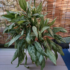 観葉植物