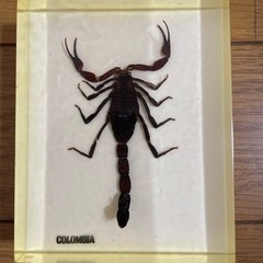 昆虫標本の画像