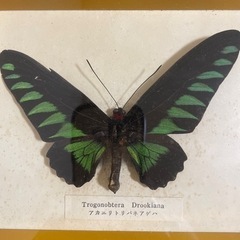 昆虫標本の画像