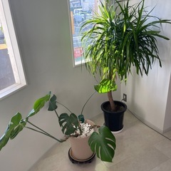 モンステラ　観葉植物