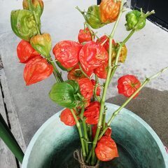 お盆のお供え物にほおずきどうですか？１０本束
