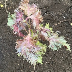 赤しそ