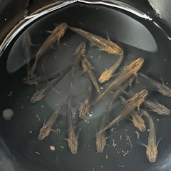【決まりました】メダカ　竜章鳳姿　ブラウン系19匹