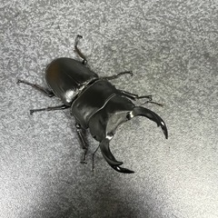 決まりました　オオクワガタ　オス最後の１匹です
