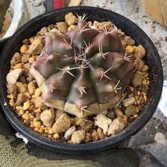 サボテン ギムノカリキウム 牡丹玉
