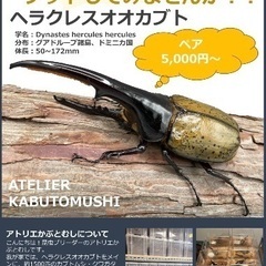 ヘラクレスオオカブト•ペア！格安販売！ (アトリエかぶとむし