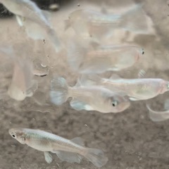 ❾❻めだか　グラディオ　5匹の画像