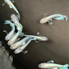 ❾❻めだか　グラディオ　5匹