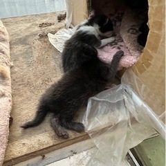 子猫4匹