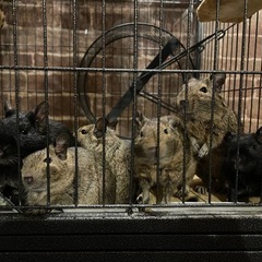 6匹オスデグー里親募集
