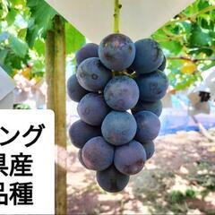 【農家直売】甲斐キング(旧称:ブラックキング) 粒 1kg (粒...