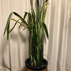 観葉植物　サンスベリヤ