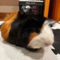 アビシニアンモルモット 