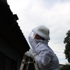 【蜂駆除の匠　石岡支店】即日対応可能な蜂の巣駆除サービス！スズメバチ、アシナガバチ、あらゆる種類に対応！石岡市から駆けつけます！ - 地元のお店