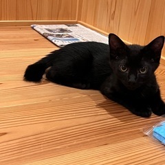 子猫3兄弟🐾  生後3ヶ月