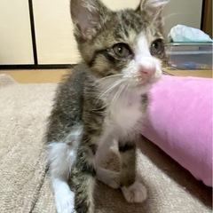 子猫の里親募集