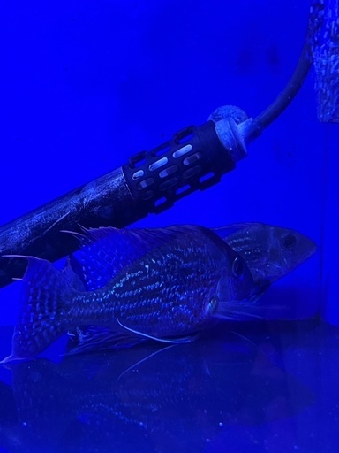 ゲオファーガス　スベニ3匹セット