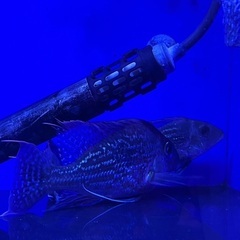 ゲオファーガス　スベニ3匹セット