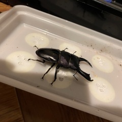 キングテイオウヒラタ