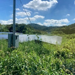 草刈り作業(一般・太陽光・定期的)