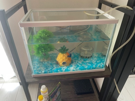 水槽セット
