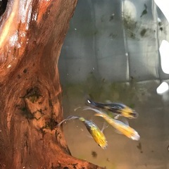 メダカを飼ってみませんか？の画像