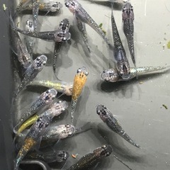 メダカを飼ってみませんか？の画像