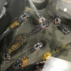 メダカを飼ってみませんか？の画像