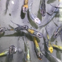 メダカを飼ってみませんか？