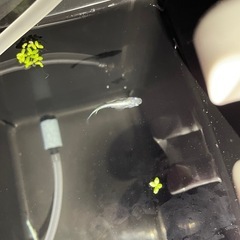 めだか　各種　卵や針子お渡しです！
