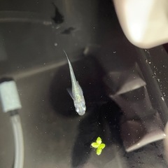 めだか　各種　卵や針子お渡しです！の画像