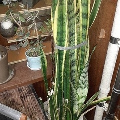 サンセベリア
