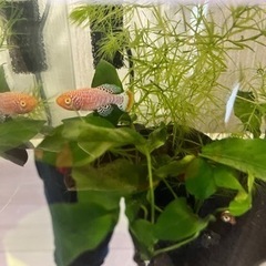 ガラス水槽の画像