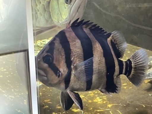 ダトニオリアルバンド