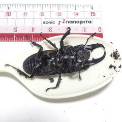 【夏休み自由研究♪】★ヒラタクワガタのオス★No.02★両親東京都★新潟ブリード個体★昨夏羽化★元気いっぱい♪の画像