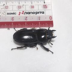 【夏休み自由研究♪】★ヒラタクワガタのメス★No.05★両親東京...