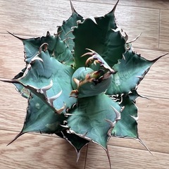 アガベ　オテロイ　観葉植物　　　多肉植物の画像