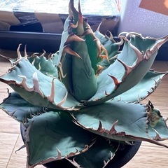 アガベ　オテロイ　観葉植物　　　多肉植物の画像