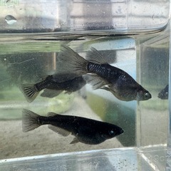 メダカ【黑天幻龍】ノーマルアイ若魚　１０匹(ブルーアイ.RLF因子持ち)の画像