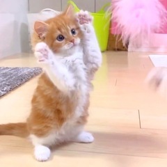 都内で麻雀メンバー募集します😸