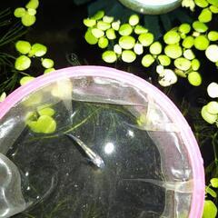 様々なメダカのハブちゃん売ります。の画像