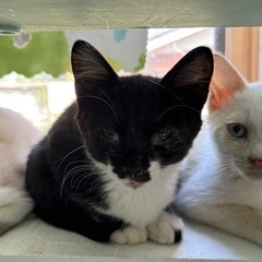 【お家が決まりました🐱🖤】