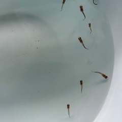 国産グッピーMIX　稚魚！　🤗　　（決まりました！）