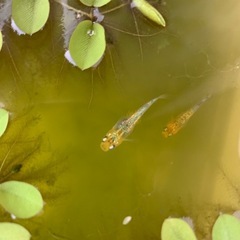 夜桜ゴールドメダカの針子 10