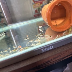 ミナミヌマエビ10匹＋a