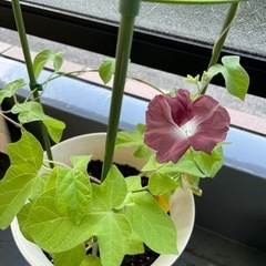 　朝顔　団十郎
